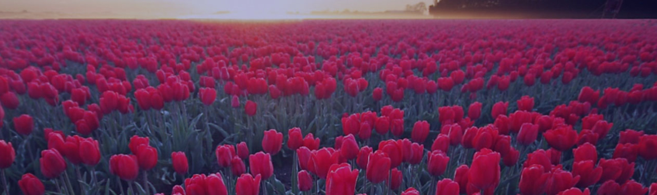 Industry Leaders in Supply